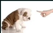 Poetry: A Poem for New Puppy Owners