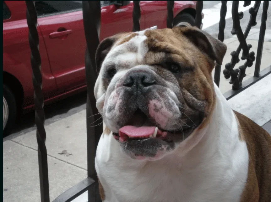 Ten Commandments of a Responsible Pet Owner