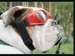 True Story: Buster The English Bulldog Survives Motorcycle Crash