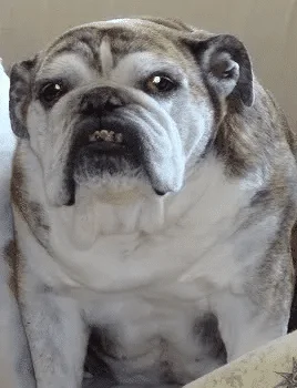 Abby the English Bulldog Turns 14 Years Old Today!