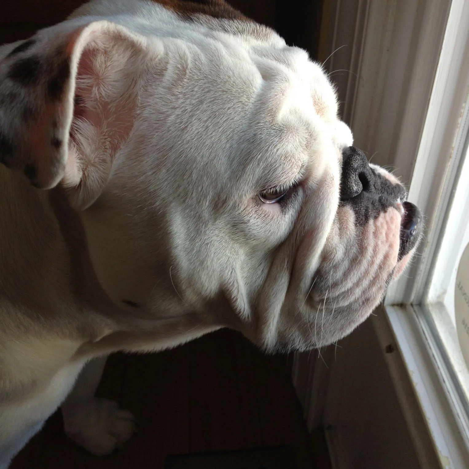 what's going on out there - Sherman is a real busy body. Today he was watching the snow removal