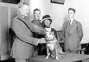 Sargeant Stubby