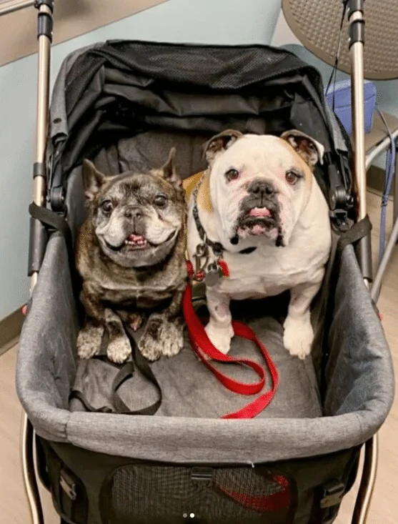 stroller boys.webp