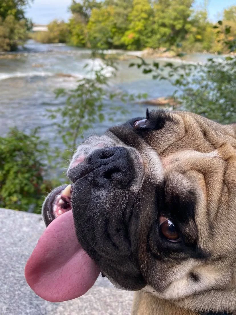vito tongue.webp