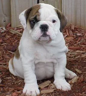 35 Things You should have if you own an English Bulldog