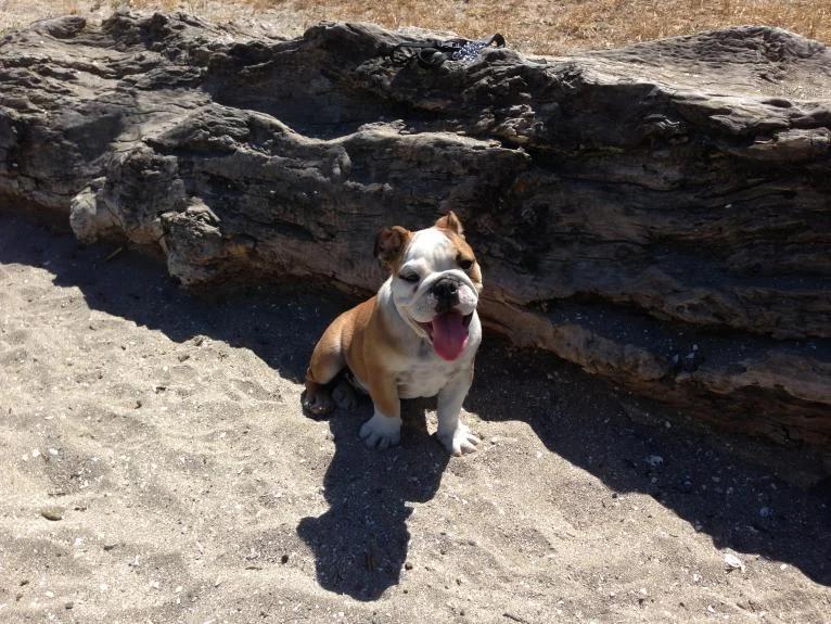 Winston.webp