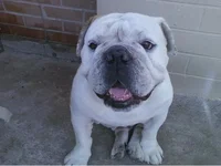 Mugsy.webp