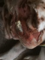 wounds 015.jpg