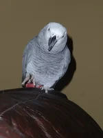 12465_330820365467_&.webp