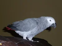 12465_330820385467_&.webp