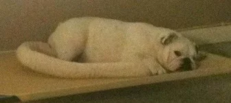 Sugar Sleeping.webp