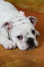 pretty pudge..webp