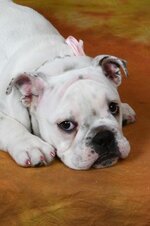pretty pudge..jpg