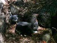 kittens..webp