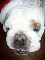 Picturebronco 003.webp