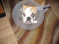 daphne 305.webp