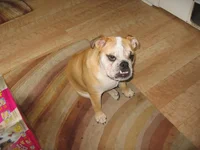 daphne2 077.webp