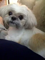 winnie..webp
