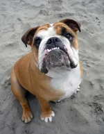 Vegas at the beach 500k.webp