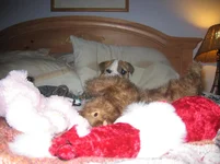 daphne 046.webp