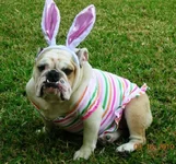 bunny2.webp