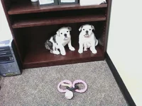pups on shelf.webp