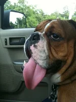 wimbley ride.webp