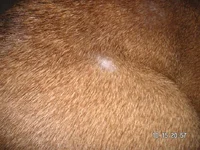 ruckus and his spots 004.webp