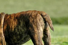 colaml001.webp