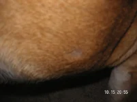 ruckus and his spots 003.webp