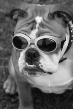 vegas doggles fix 1 b&W 1000k.webp