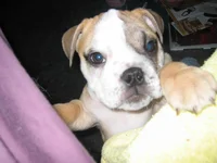 daphne 106.webp