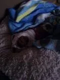 nighty night prince.webp