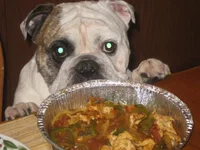 furbabies 041.webp