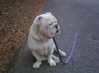 Louie 1st picture.webp