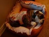 lulu in bed.webp