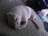 Louie 2.webp