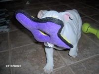IM000457.webp