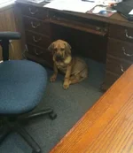 Raleigh at work.webp