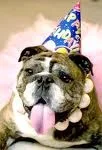 birthday 2.webp