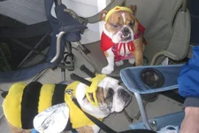 furbabies 082.webp