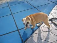 daphne 534.webp daphne 534.webp