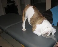 furbabies 072.webp