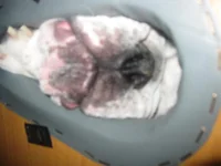 furbabies 070.webp