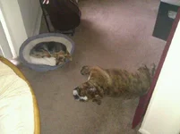 Meilyr and Friskie.webp