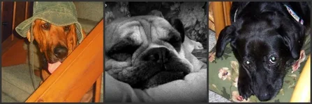 doggies.webp doggies.webp