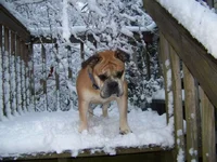 snow.webp