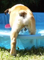IntoThePool.webp IntoThePool.webp