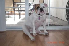 Samson 002.webp