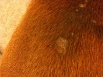 photo-1.webp